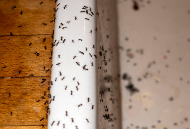 Best Best Pest Control Companies  in Willow Street, PA